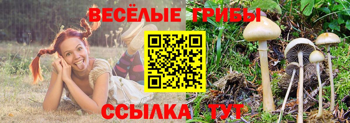 хочу   Галлюциногенные грибы GOLDEN TEACHER  Вход с VPN  Анжеро-Судженск 